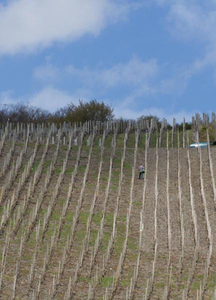 Weingut & Gaestehaus Schmitz-Bergweiler Bernkastel-Kues Exteriér fotografie